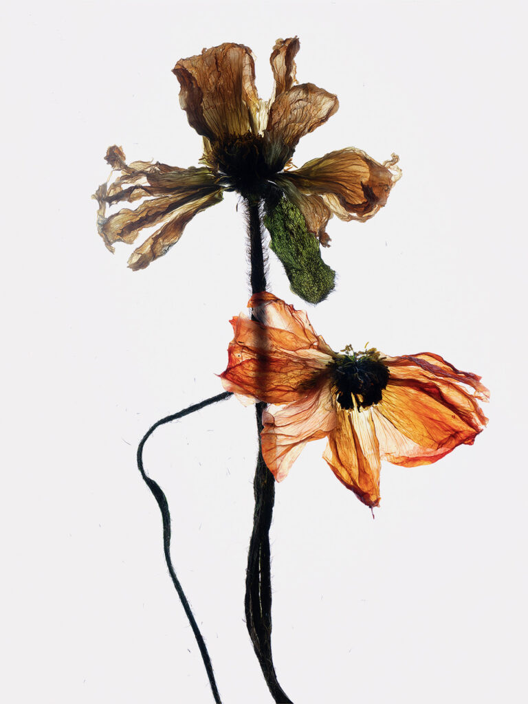 Stéphane Coutelle : Fleurs de pavot sèches