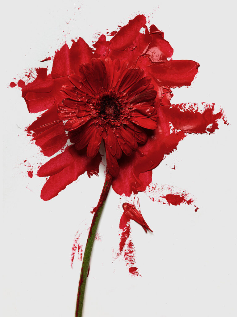 Stéphane Coutelle : Gerbéra rose et peinture rouge (2021)