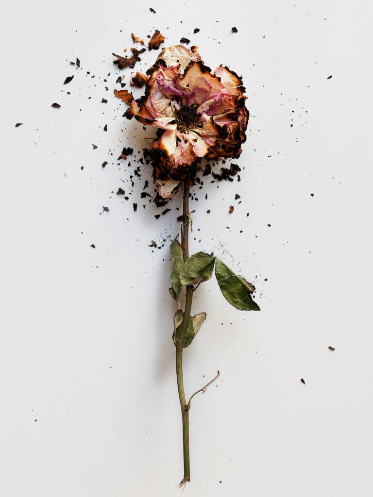 Stéphane Coutelle : Rose brûlée