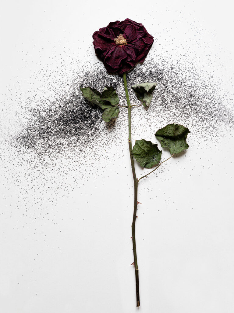 Stéphane Coutelle : Rose et paillettes